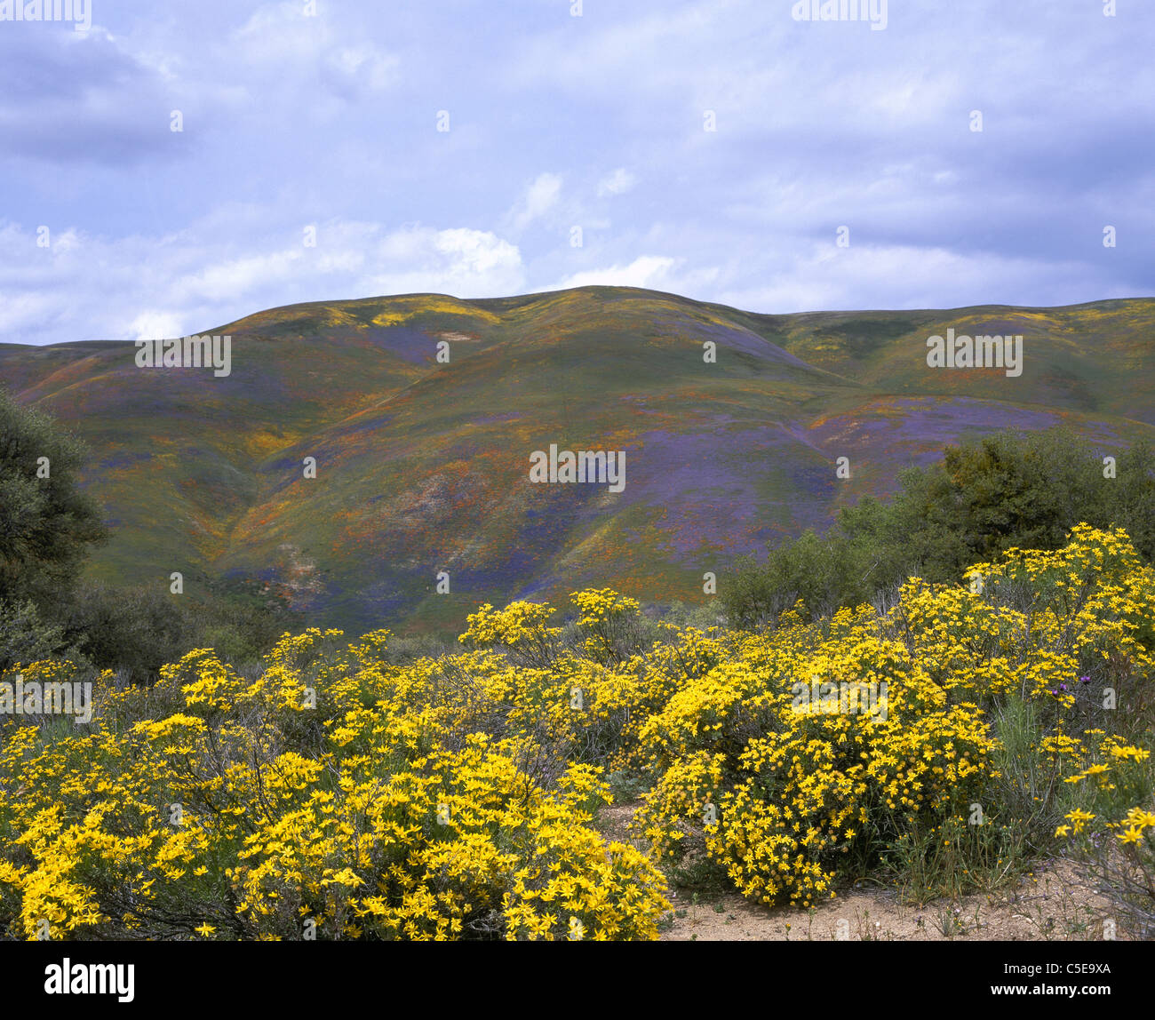La piena fioritura nella primavera del 2003 è stata un anno eccellente per questo spettacolo di fiori selvatici. Gorman, Los Angeles County, California, USA. Foto Stock
