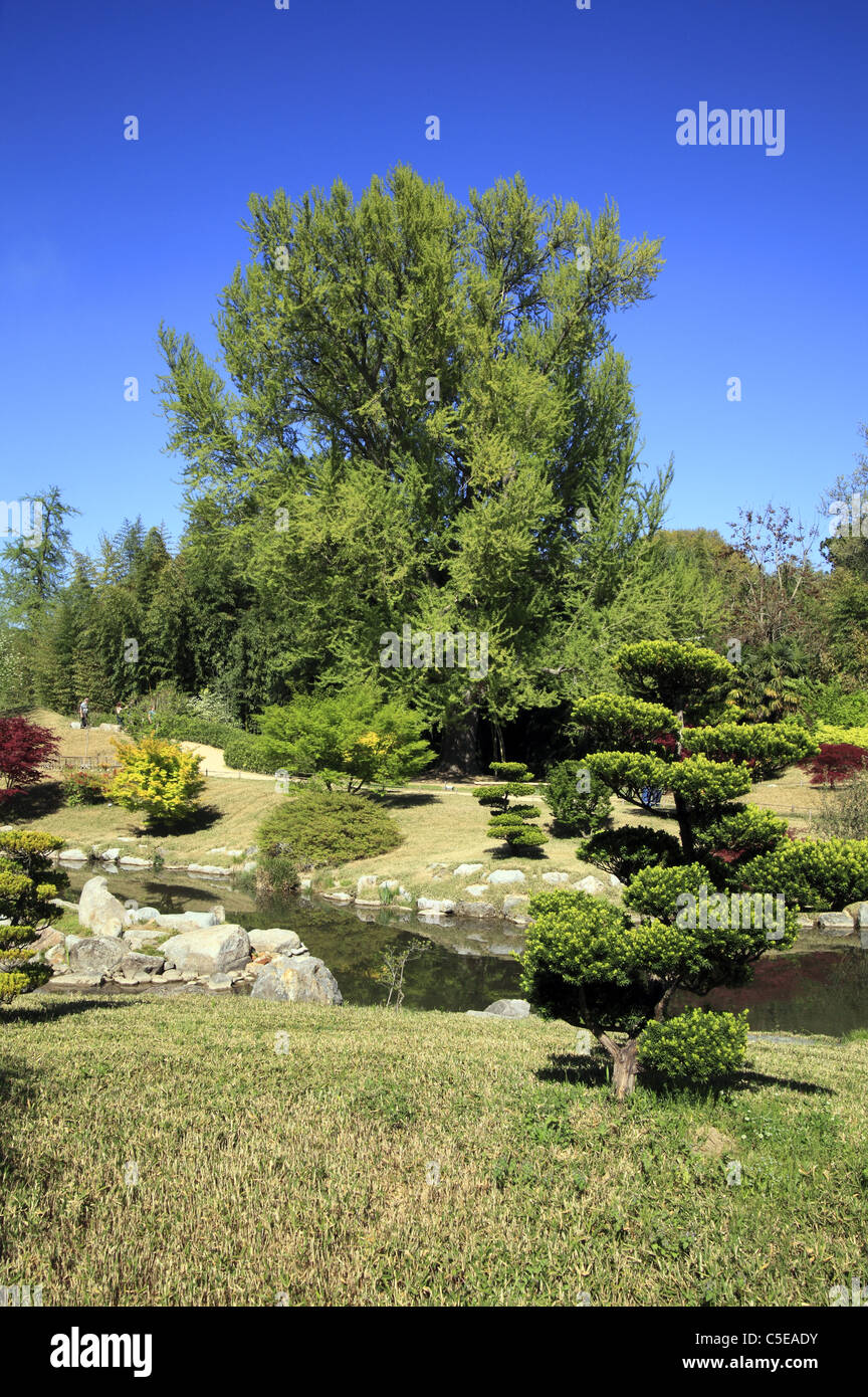 Giardino giapponese in la Bambouseraie Prafrance, Anduze, Languedoc-Roussillon, Francia. Foto Stock