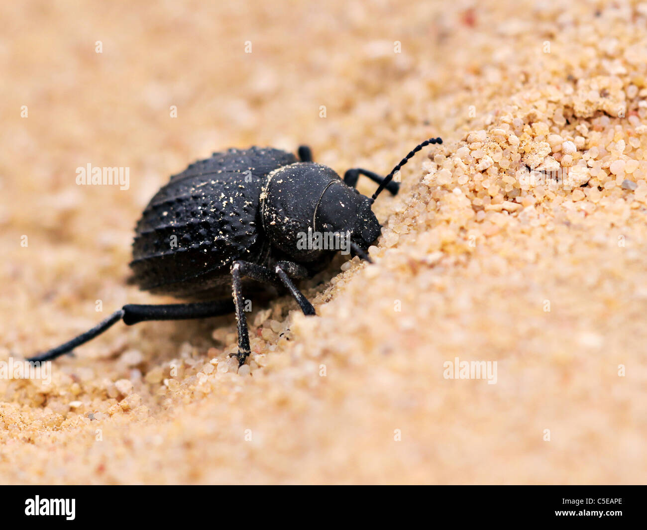 Beetle chiedendo nel deserto Foto Stock