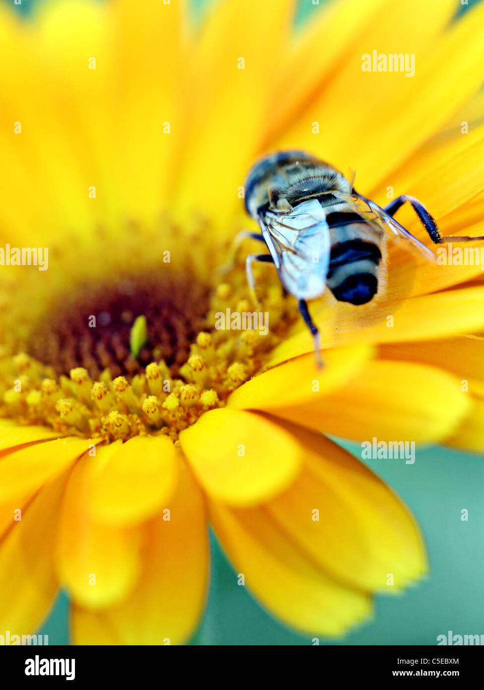 Ape sul fiore Foto Stock