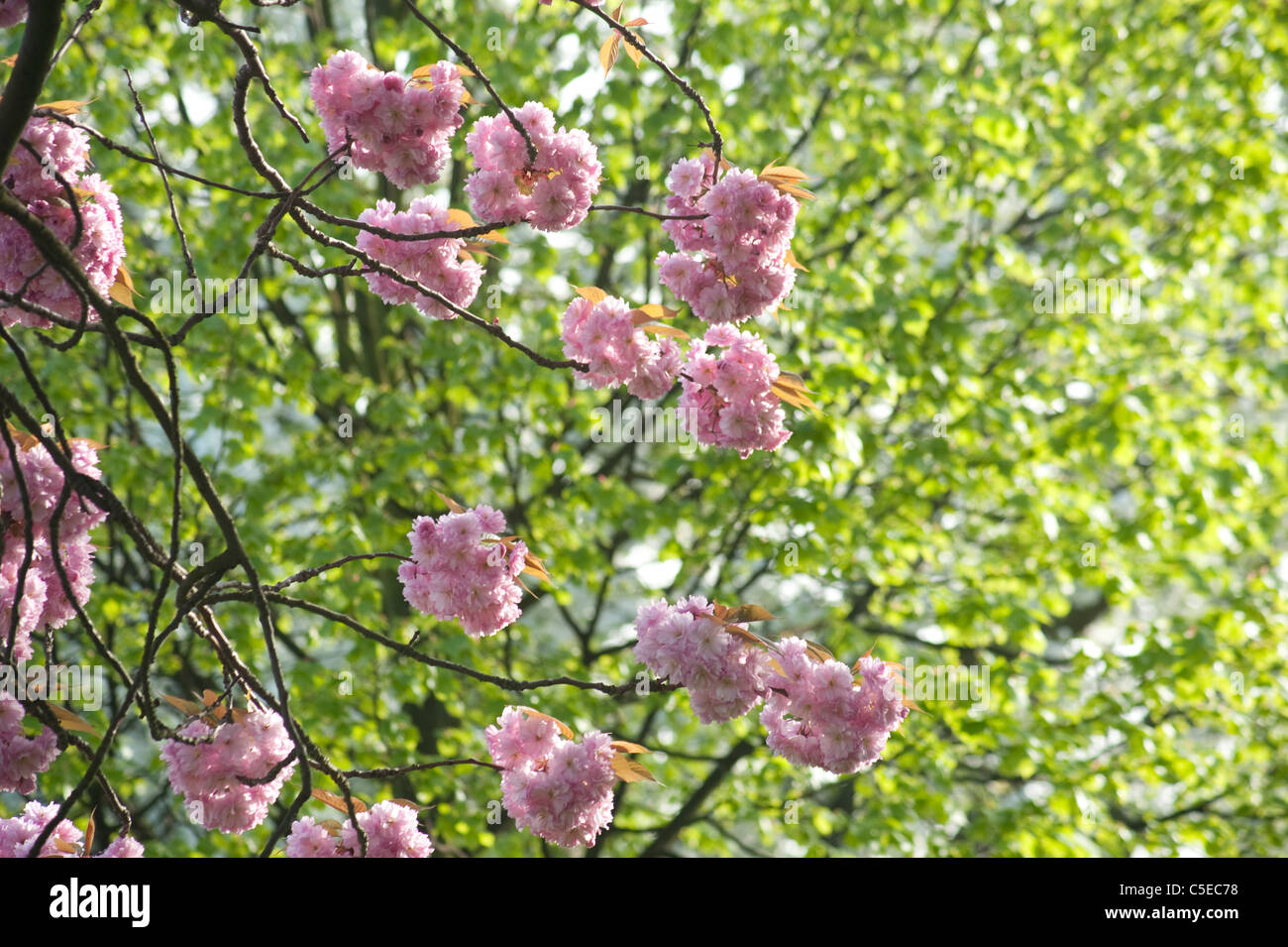 Fioritura di rosa fiori di ciliegio con altri ciliegi in fiore in background Foto Stock