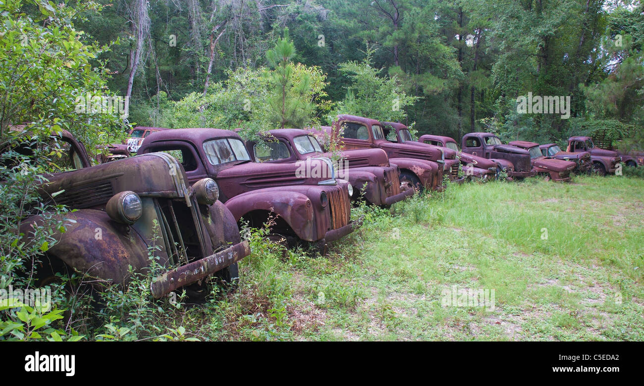 Rusty Ford camion e automobili in una riga, nei pressi di Crawfordville e Medart, Florida Foto Stock