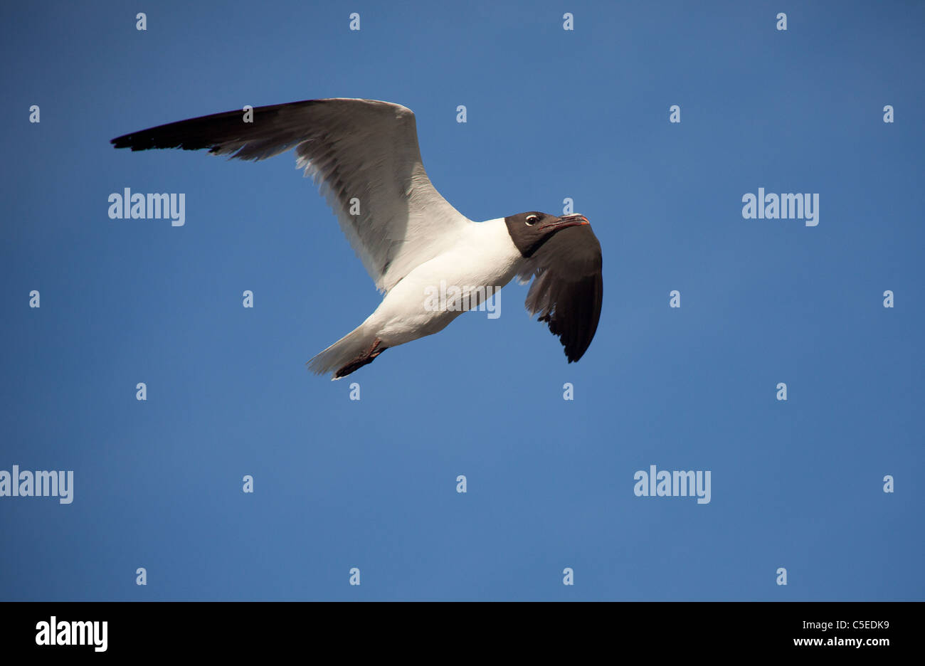 Seagull overhead in volo, in presenza di luce solare Foto Stock