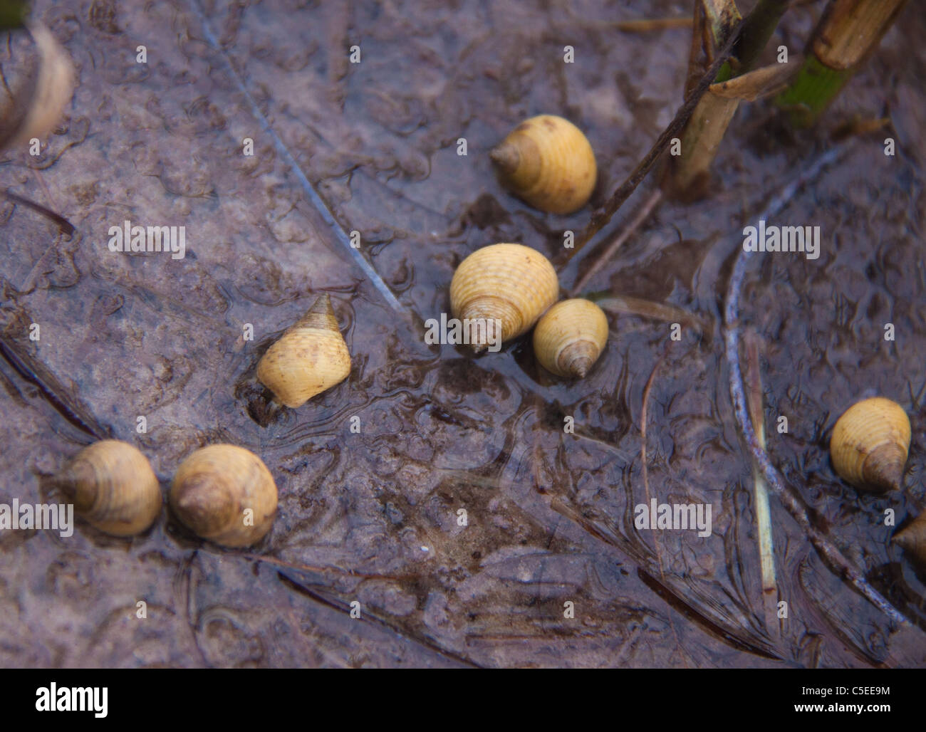 Tiny lumache con la bassa marea, St Marks National Wildlife Refuge, Florida, Stati Uniti d'America Foto Stock