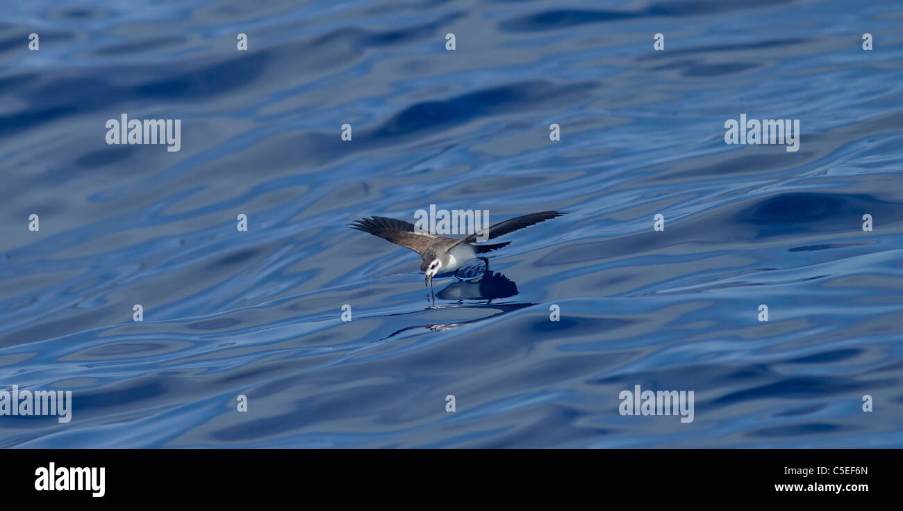 -Bianco di fronte tempesta-petrel Pelagodroma marina al mare di Madeira Portogallo Foto Stock