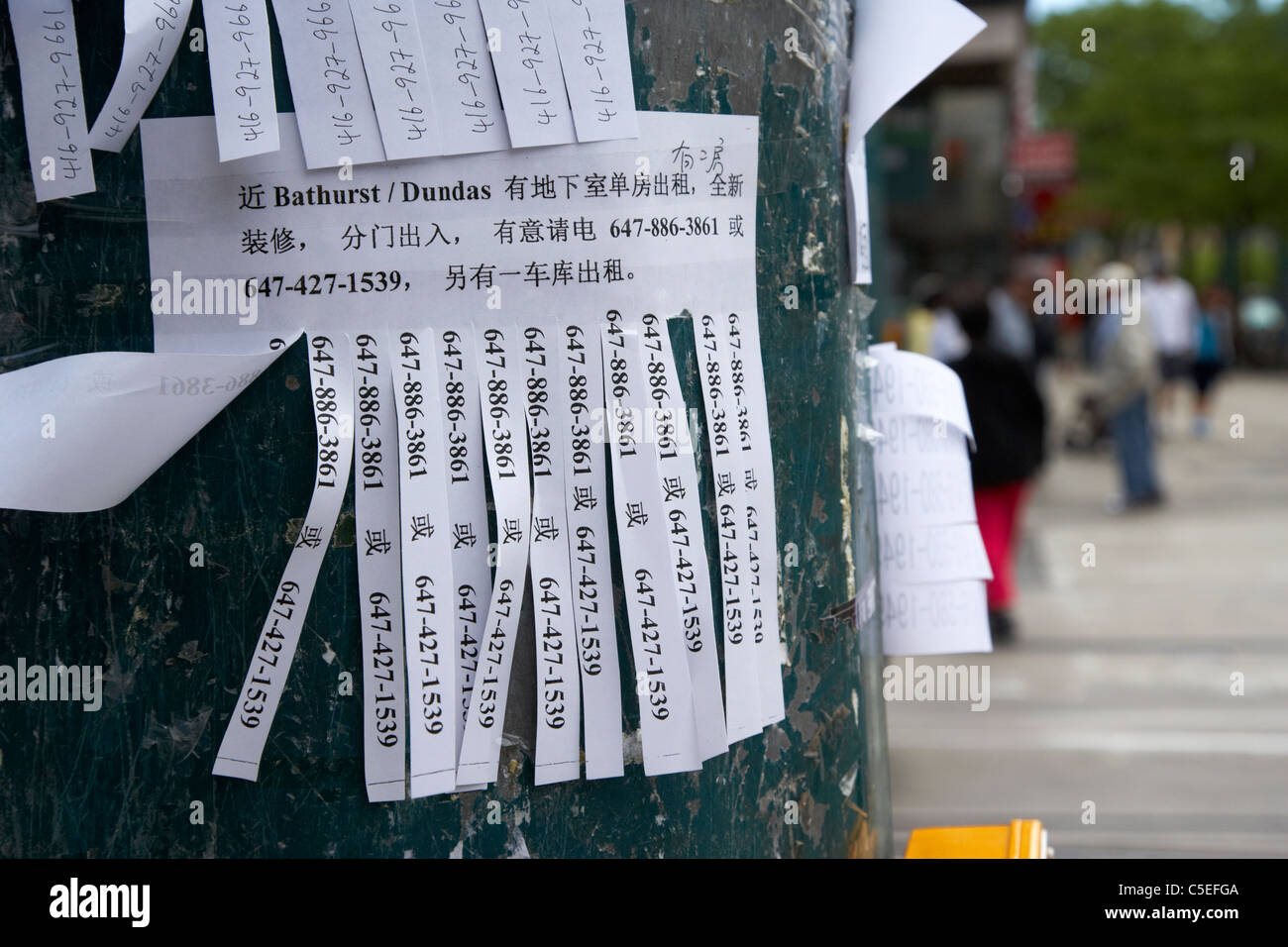 Bilingual strappo strisce pubblicitarie sul lampione in chinatown toronto ontario canada Foto Stock