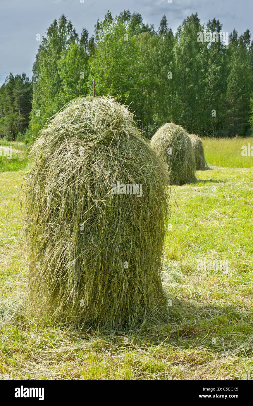 Balle di fieno in un fresco campo rasata Foto Stock