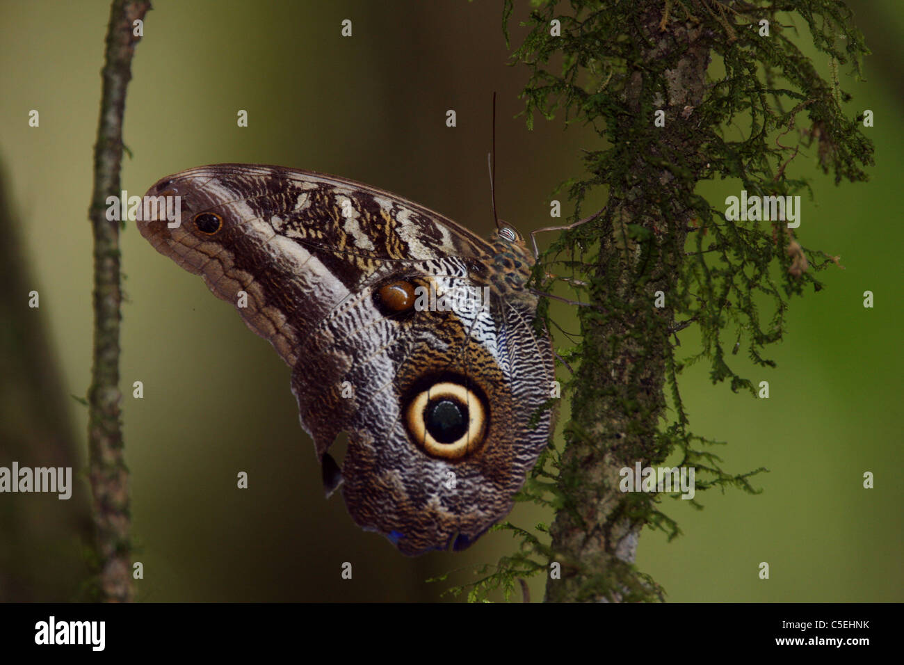 Grande farfalla Civetta, Caligo eurilochus, Parco Nazionale del Darién Panama Foto Stock