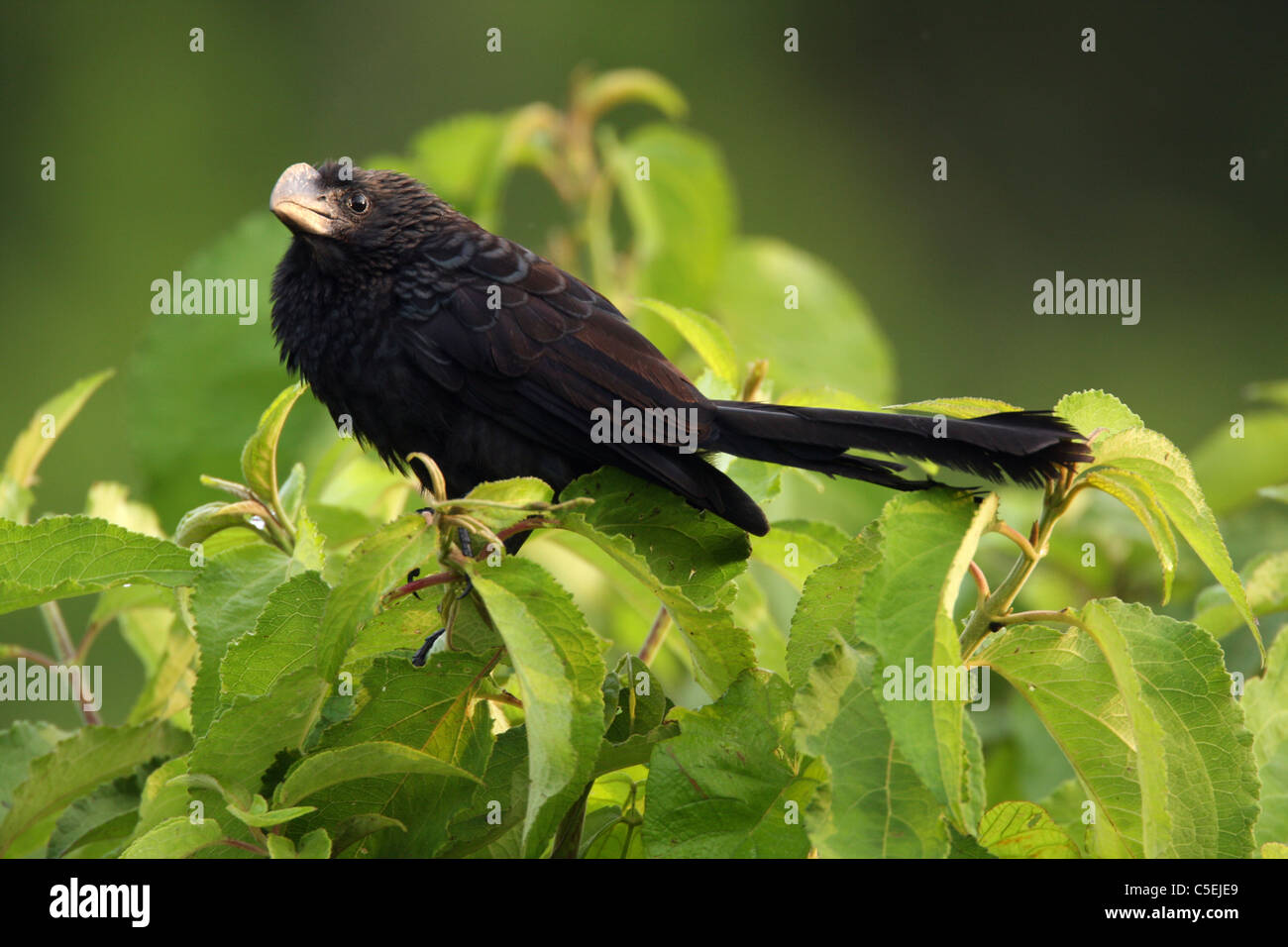 Buon fatturato Ani, Crotophaga ani, Parco Nazionale del Darién, Panama. Foto Stock