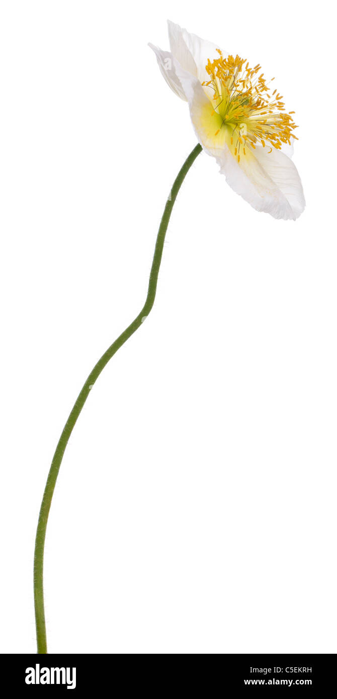 Alpina bianco papavero, Papaver alpinum, di fronte a uno sfondo bianco Foto Stock