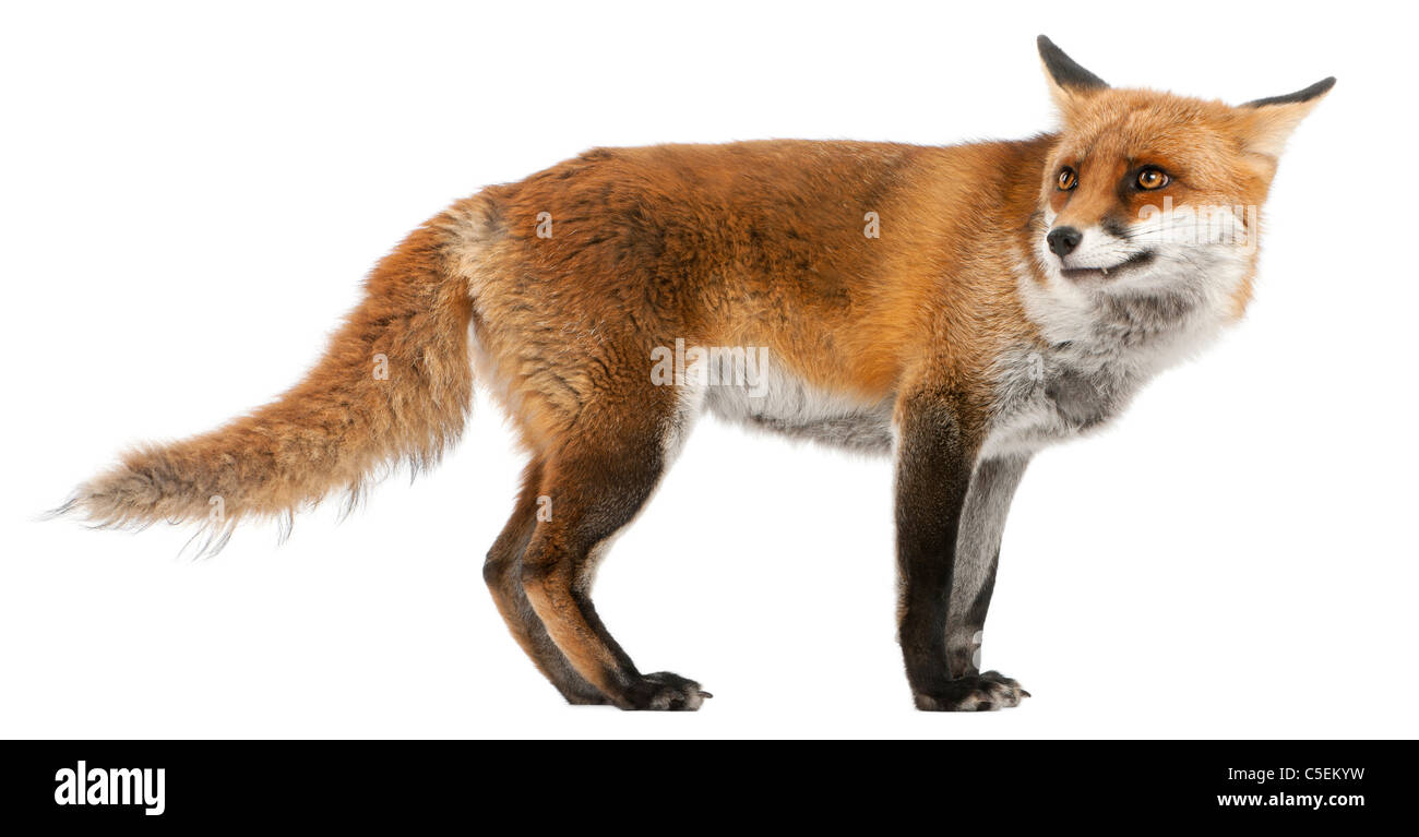 Red Fox, Vulpes vulpes, 4 anni, di fronte a uno sfondo bianco Foto Stock