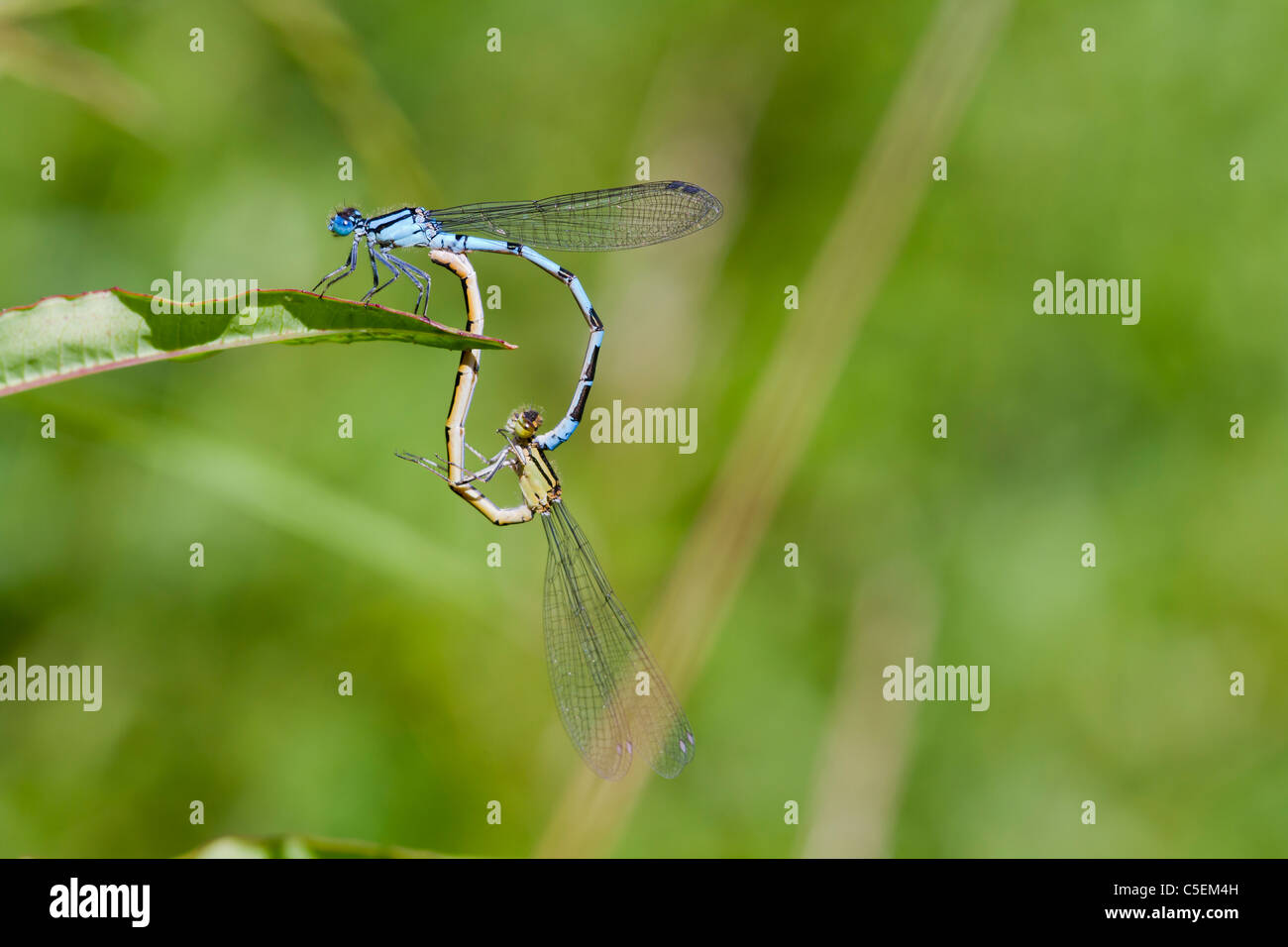 Comune Damselflies blu arroccato su una foglia di allevamento Foto Stock