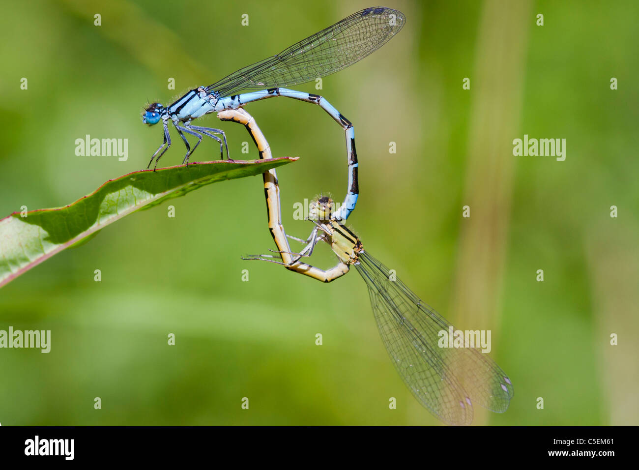 Comune Damselflies blu arroccato su una foglia di allevamento Foto Stock