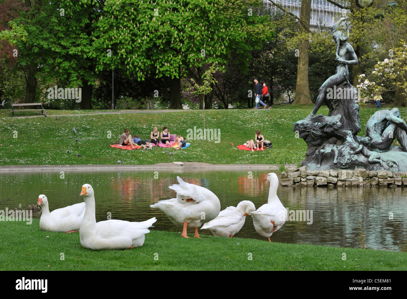 White oche domestiche (Anser anser domesticus) nel parco della città di Gand, Belgio Foto Stock