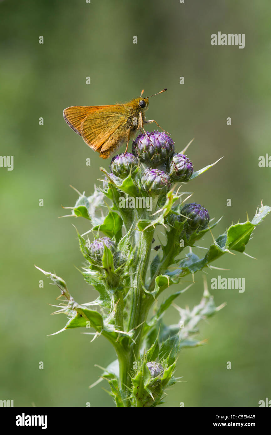 Piccola Skipper ( Thymelicus sylvestris ) arroccato su un thistle Foto Stock