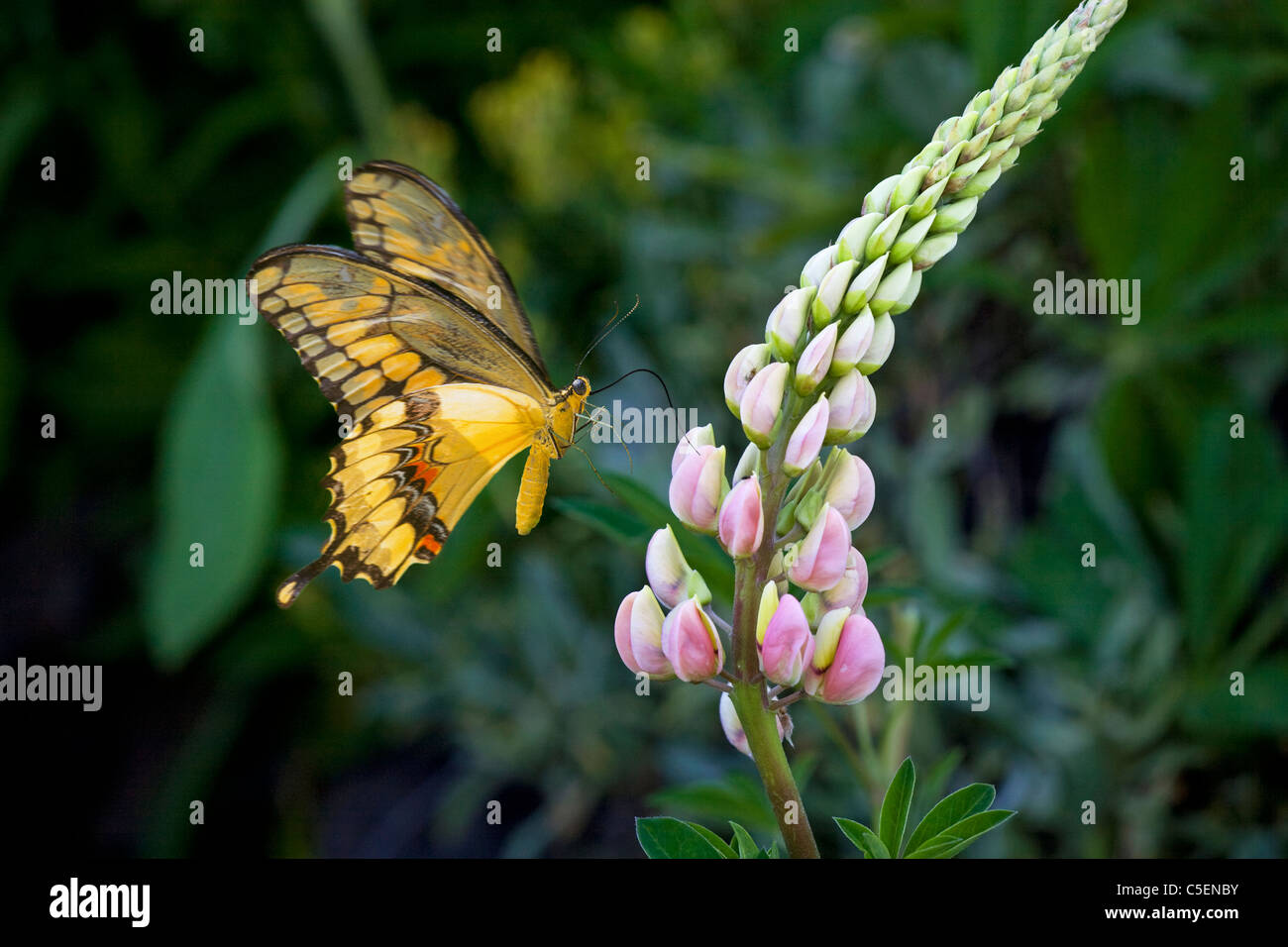 Dettaglio di un gigante a coda di rondine, butterfly Papilio cresphontes , alla ricerca di un posto di pesce persico e alimentazione. Foto Stock