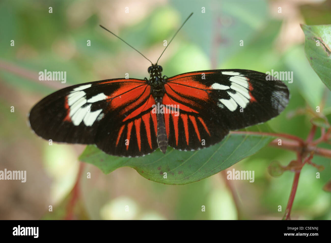 Portalettere butterfly, heliconius melpomene : Foto Stock