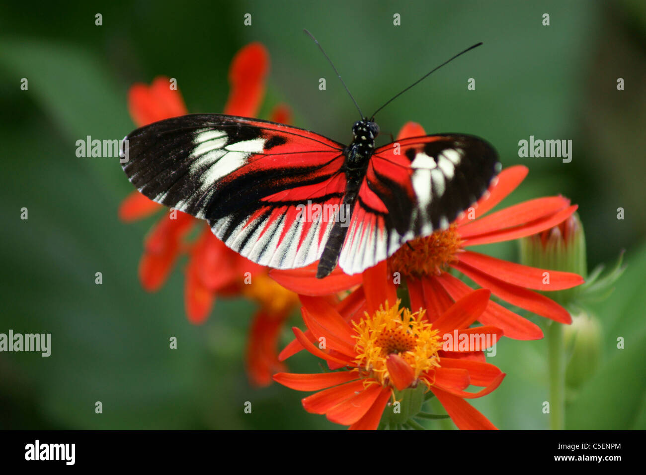 Portalettere butterfly, heliconius melpomene : Foto Stock