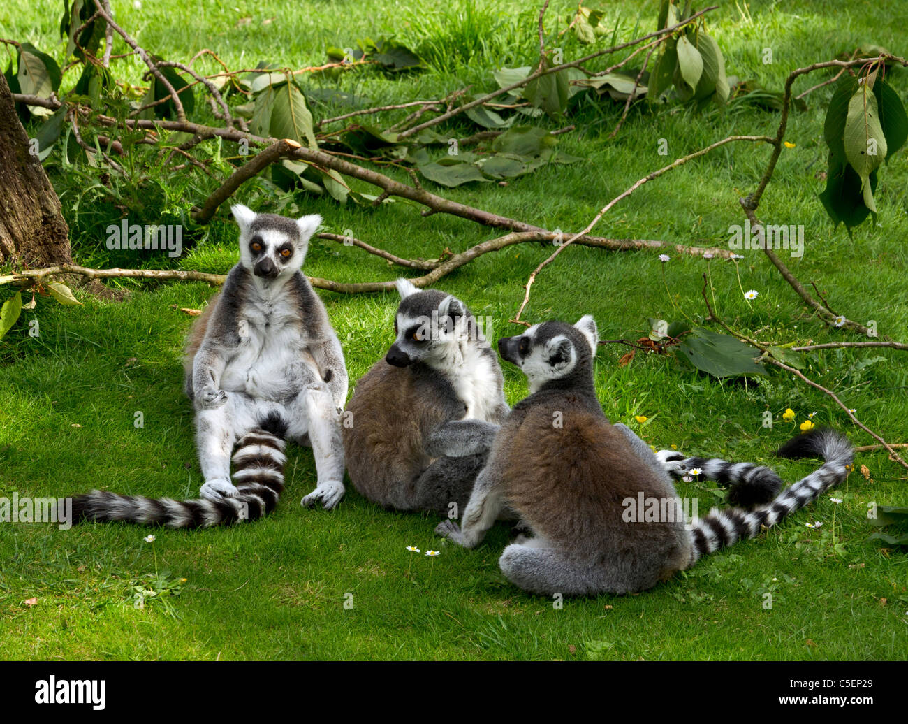 Ring-Tailed lemuri Whipsnade Wild Animal Park, Inghilterra, Gran Bretagna, Regno Unito Foto Stock