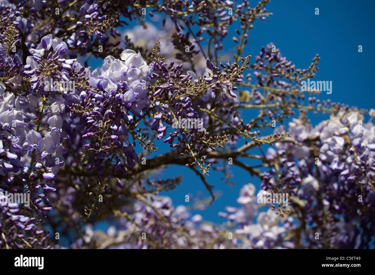 Il Glicine in piena fioritura in primavera Foto Stock