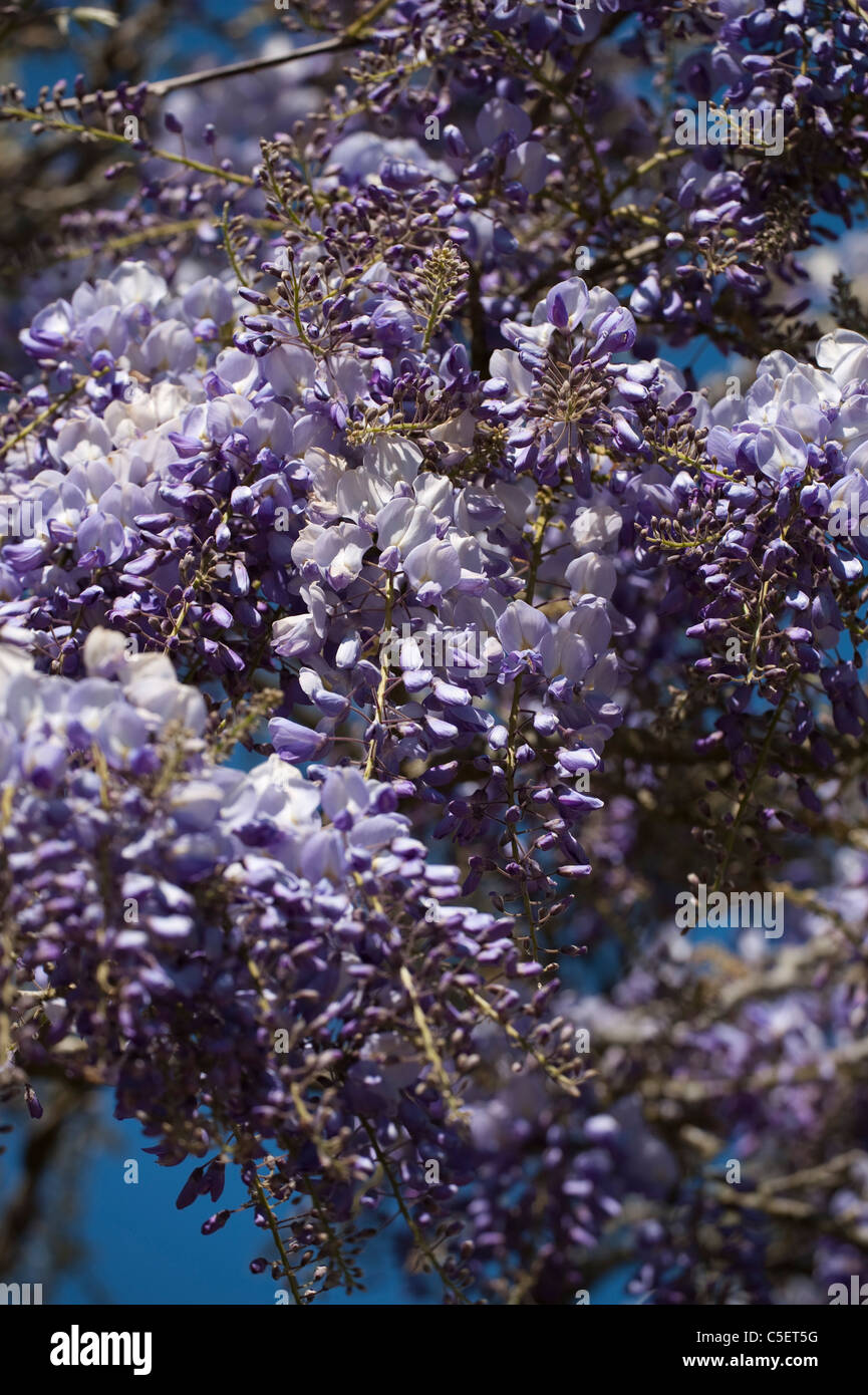 Il Glicine in piena fioritura in primavera Foto Stock