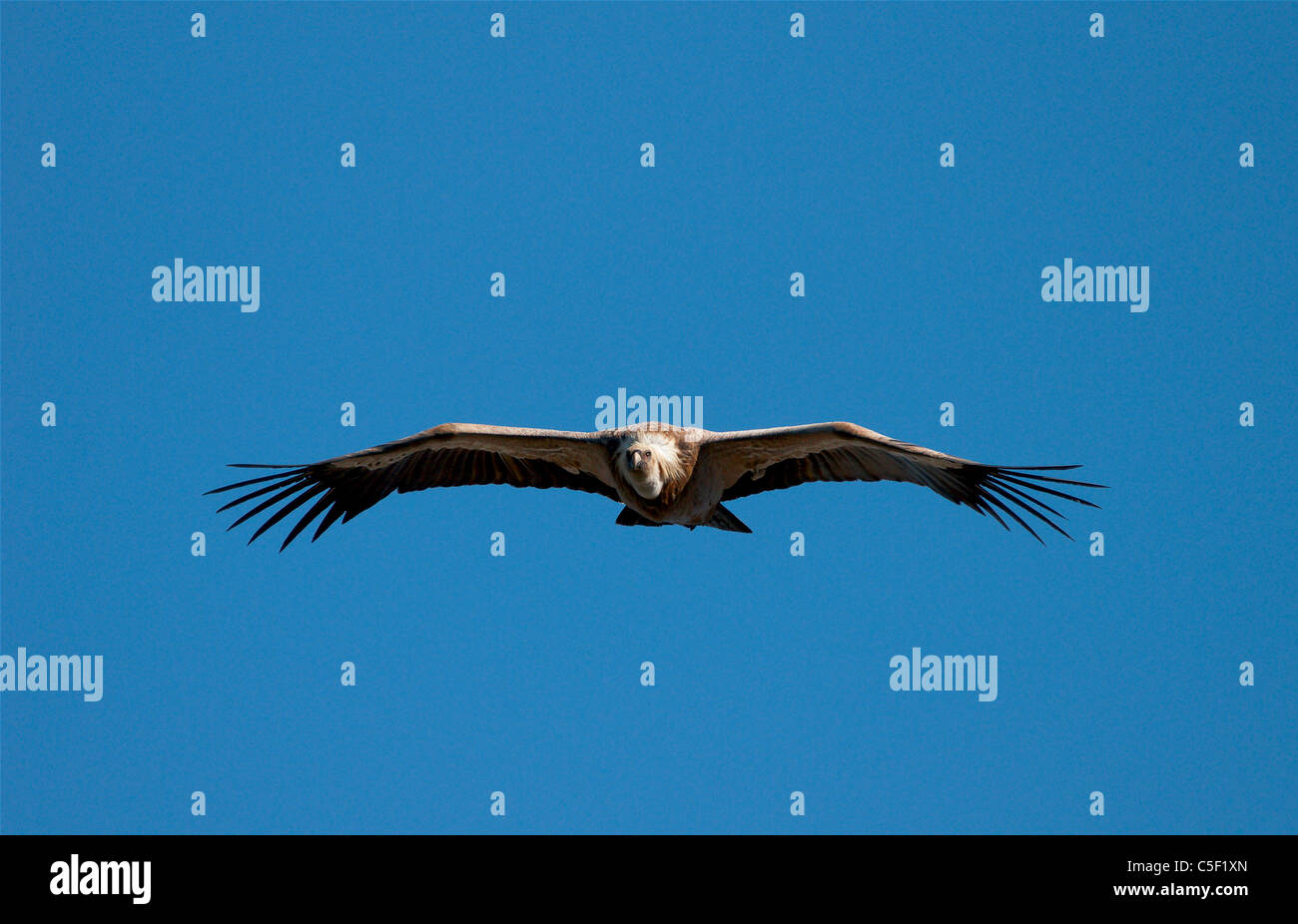 volo avvoltoio griffon,buitre leonado,buitre volando, Foto Stock