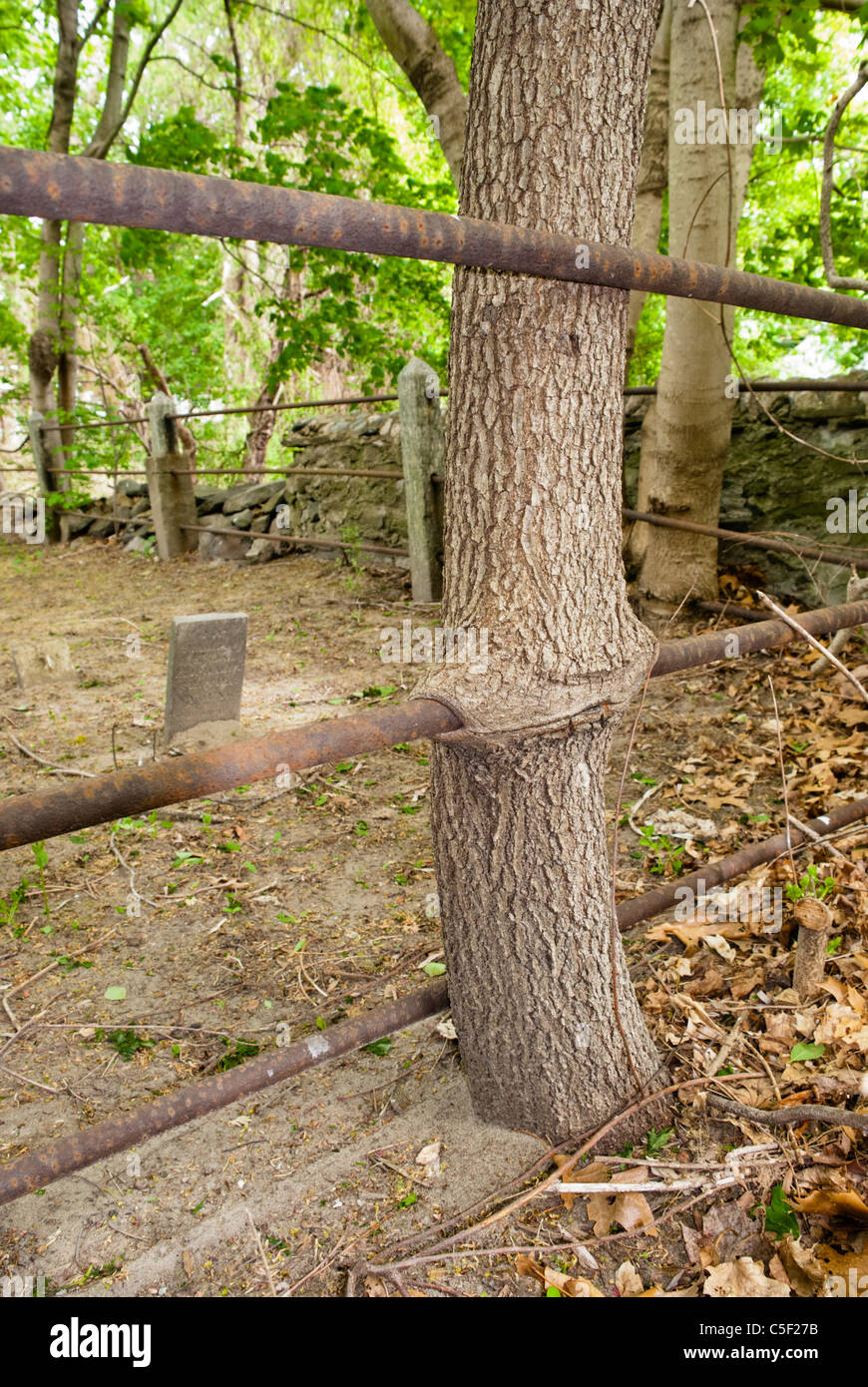 Dopo molti anni, un vecchio cimitero di ferro recinzione è inghiottito da un tronco di albero. Foto Stock