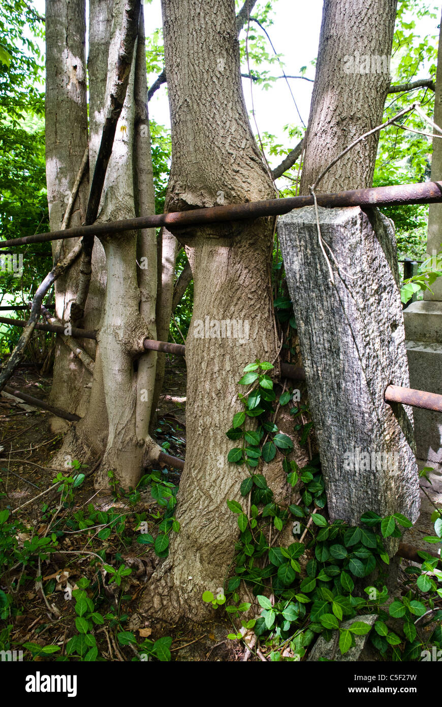 Dopo molti anni, un vecchio cimitero di ferro recinzione è inghiottito da tronchi d'albero. Foto Stock