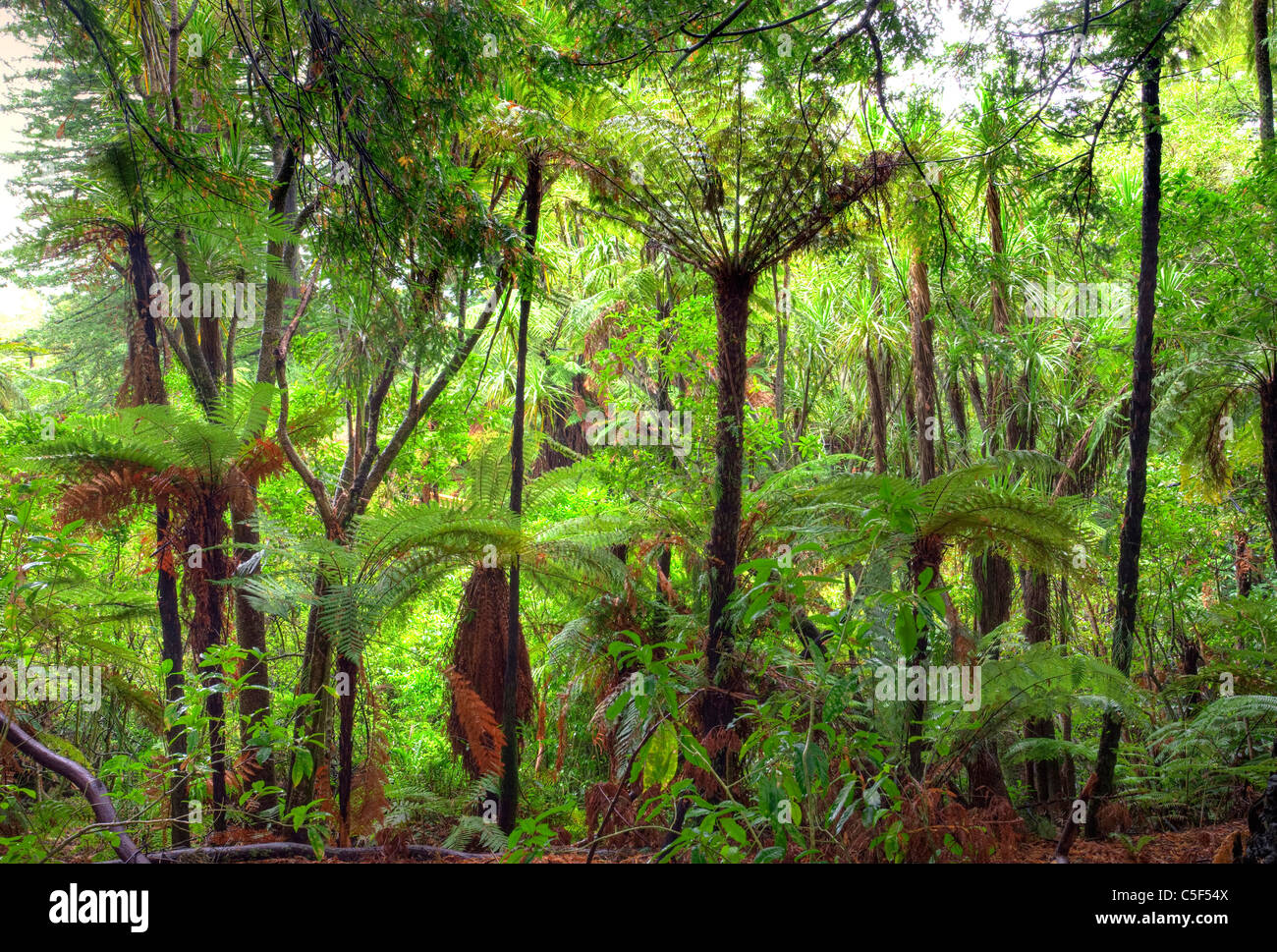 Foresta, Hamurana Springs, Rotorua, Isola del nord, Nuova Zelanda Foto Stock