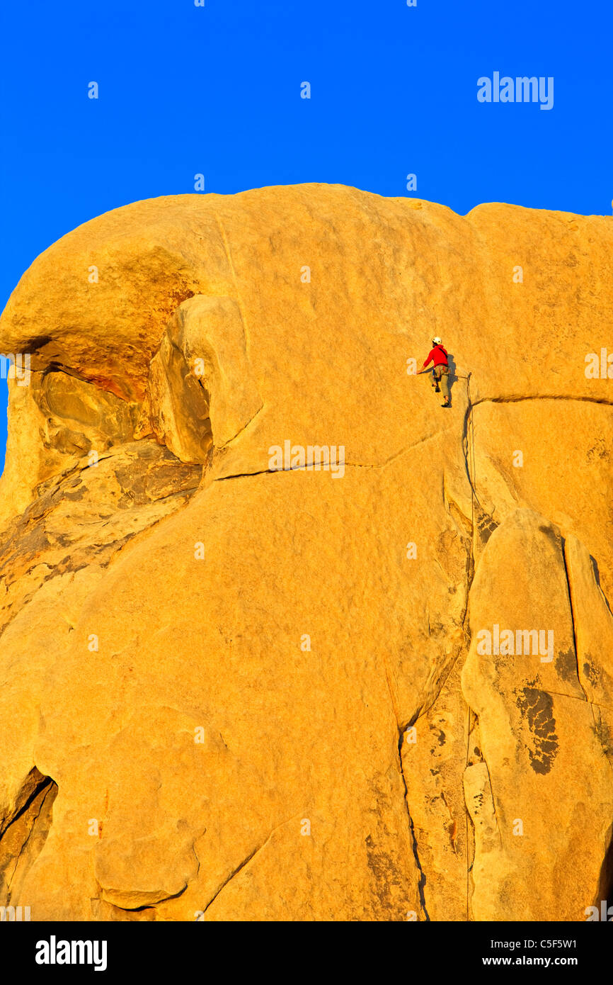 Joshua Tree, Joshua Tree National Park, Deserto Mojave, CALIFORNIA, STATI UNITI D'AMERICA Foto Stock