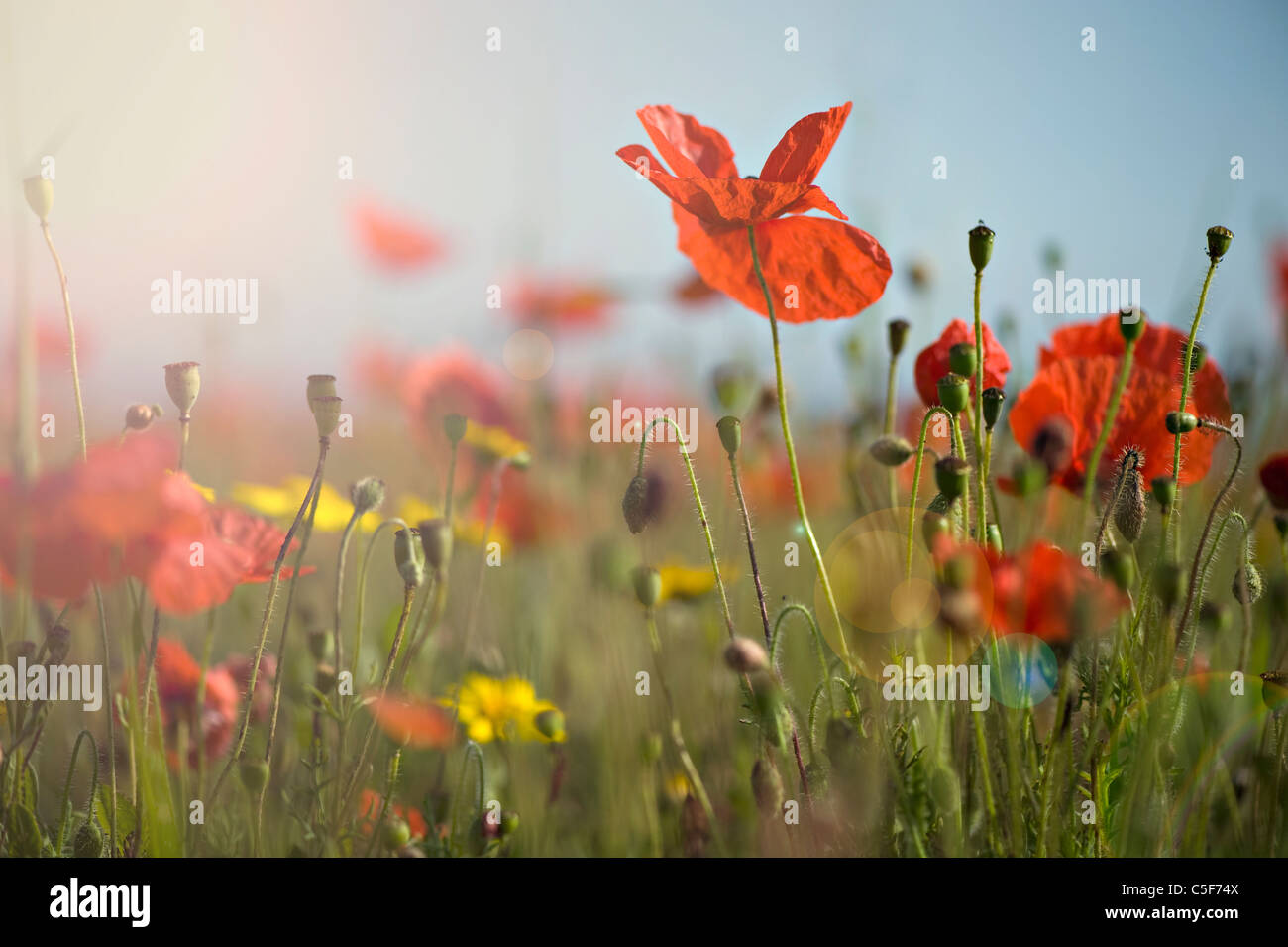 Papaver rhoeas (nomi comuni incl (nomi comuni includono il mais papavero, rosa di mais, campo papavero, Fiandre papavero, papavero rosso, rosso infestante. Foto Stock