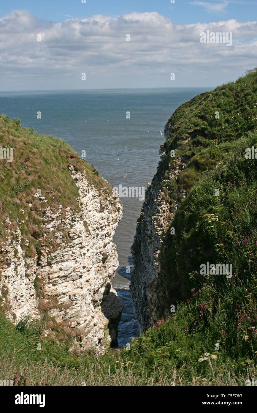 La nidificazione degli uccelli marini scogliere a Bempton Cliffs RSPB Riserva, East Yorkshire, Regno Unito Foto Stock