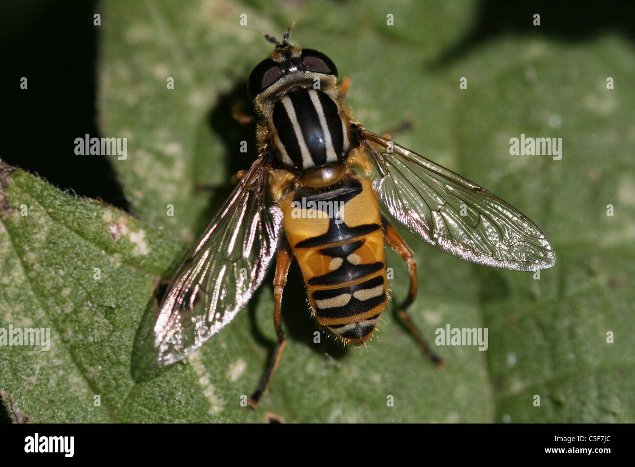 Hoverfly Helophilus pendulus presi in Lincolnshire, Regno Unito Foto Stock