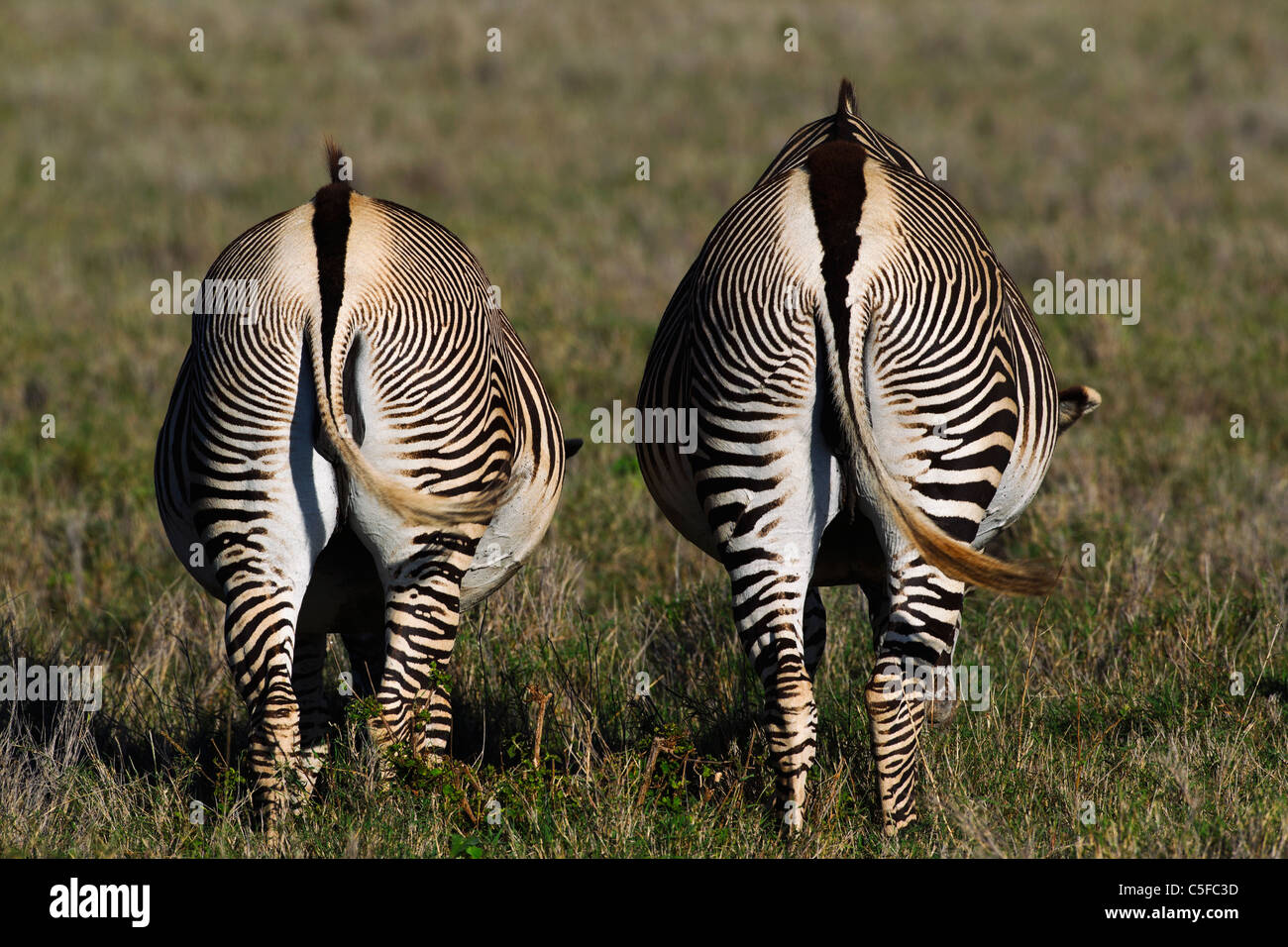 Di Grevy zebra (Equus grevyi). Kenya Foto Stock