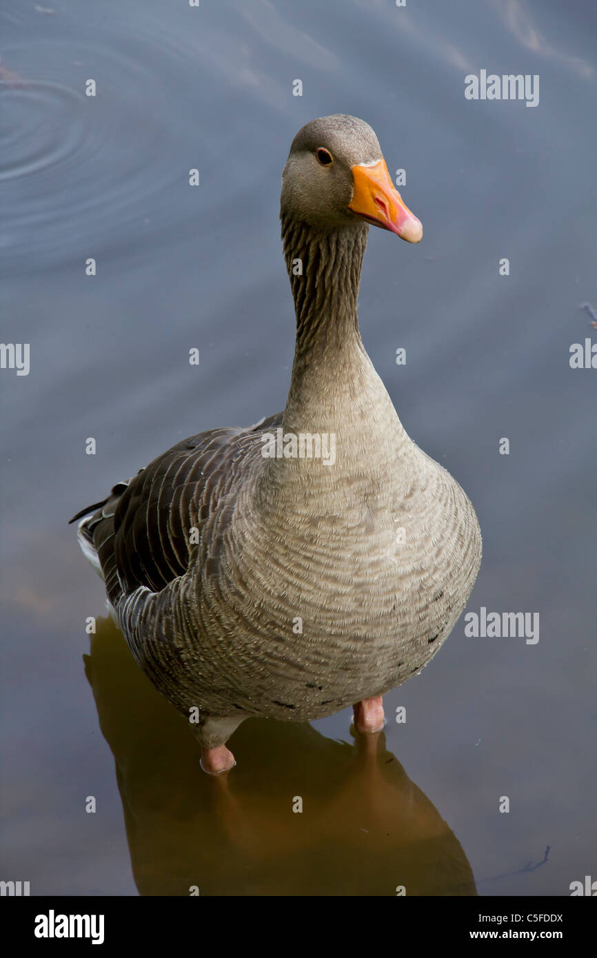 Guarda come se questo graylag è in riva al mare Foto Stock Guarda come se questo graylag è in riva al mare Foto Stock