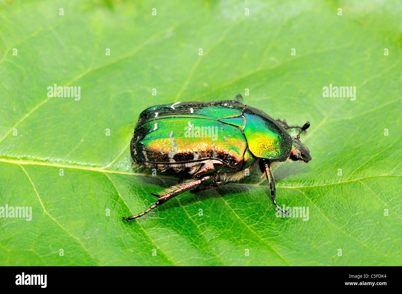 Close up di Rosa Chafer beetle sul verde laef Foto Stock