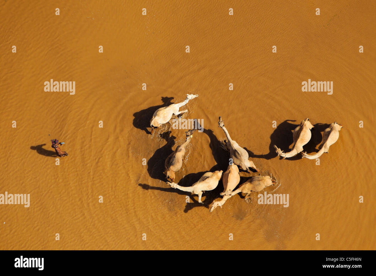 Vista aerea di cammelli(Camelus dromedarius) nel deserto Chalbi. Kenya Foto Stock