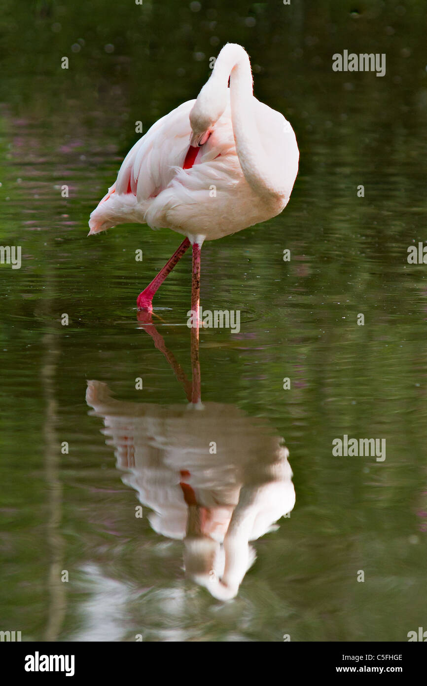 Unico flamingo in acqua con la riflessione Foto Stock