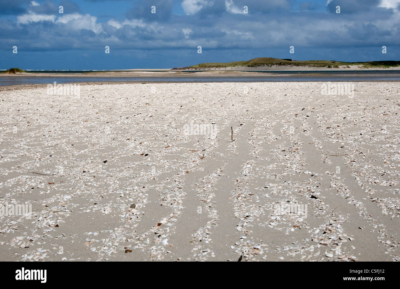Guscio bianco sulla spiaggia di Texel, Paesi Bassi Foto Stock