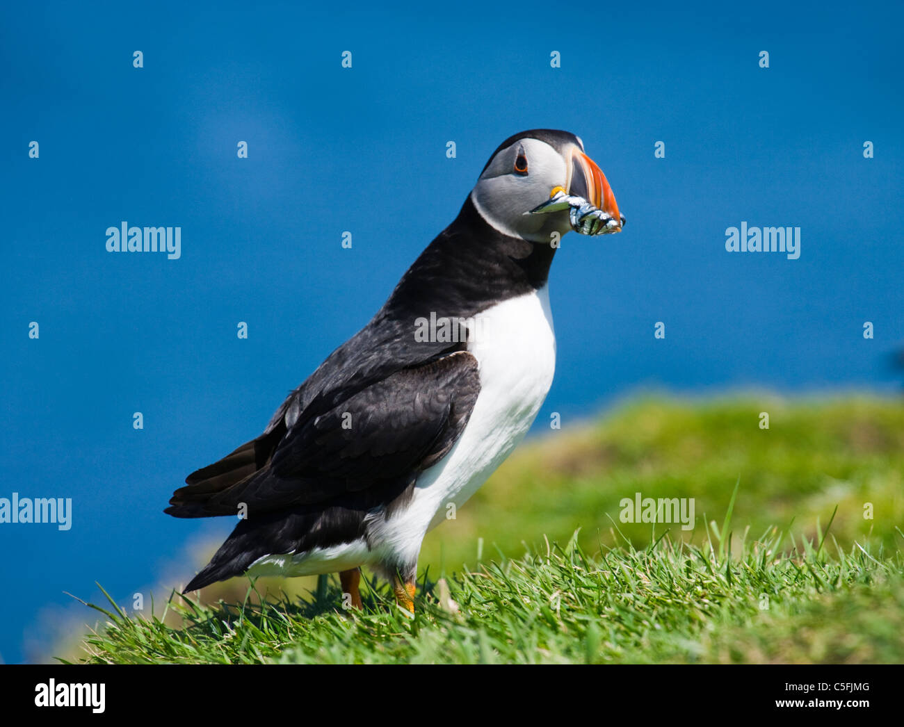 Puffin con pesce per giovani, Fratercula arctica, UK. Foto Stock