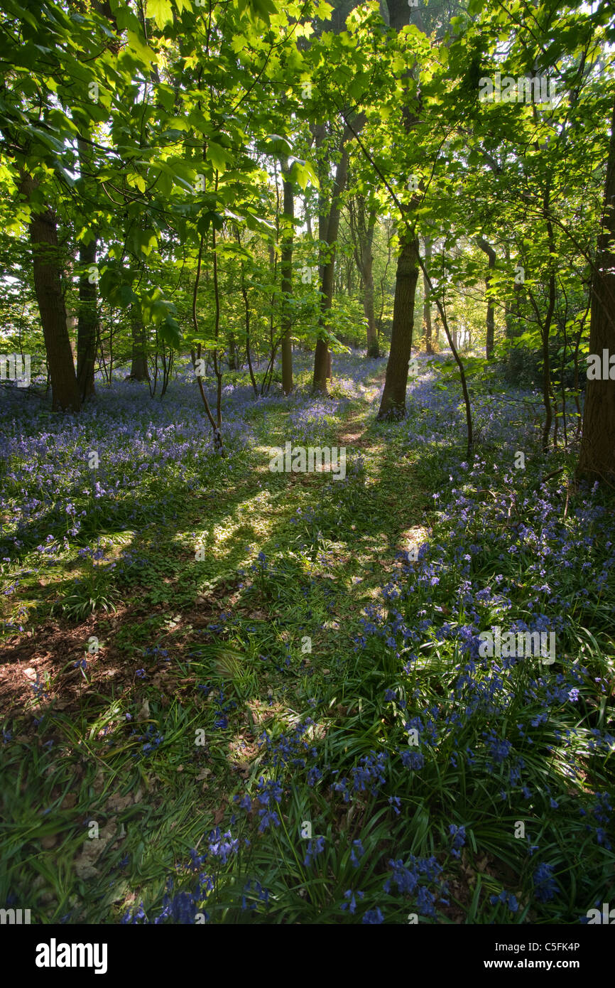 Un colpo verticale di un inglese bluebell legno con un sentiero serpeggiante attraverso gli alberi. Foto Stock