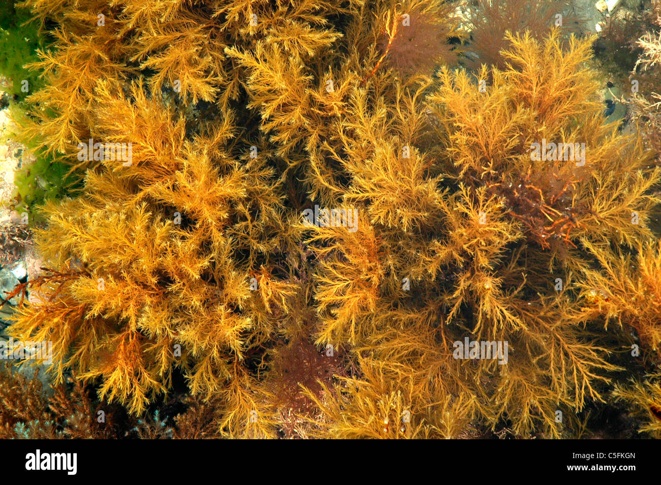 Un alghe brune (Cystoseira baccata (= fibrosa) in un rockpool, REGNO UNITO Foto Stock