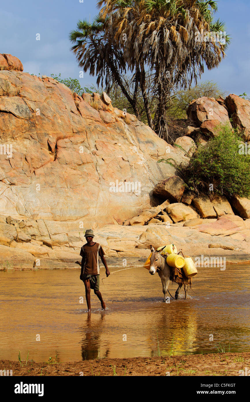 Asino essendo guidato attraverso il Uaso Nyiro portando acqua tamburi in Kenya Foto Stock