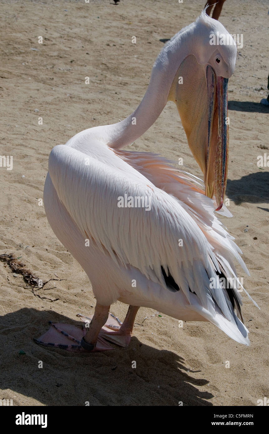 Mykonos Grecia è sede di alcuni interessanti monumenti come Petros (Pietro), il gigante Pelican chi è la sua mascotte. Foto Stock