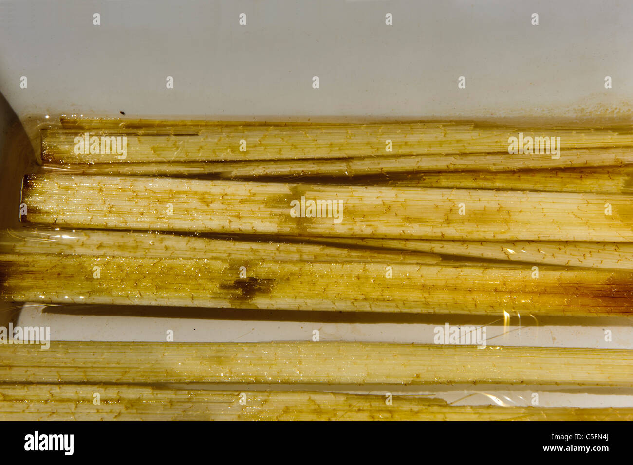 Il papiro (cyperus papyrus) per la produzione di carta in Ortigia, Syrakusa, Sicilia, Italia Foto Stock
