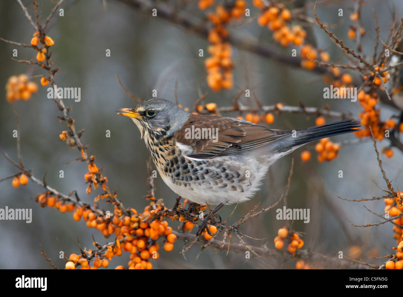 Allodole Cesene Beccacce (Turdus pilaris) alimentazione sul mare frangola (Hippophae rhamnoides nota) bacche in inverno lungo la costa del Mare del Nord Foto Stock