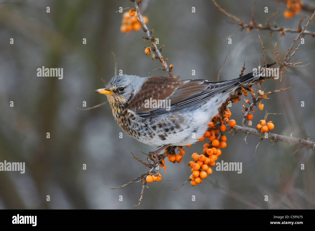 Cesene (Turdus pilaris) alimentazione sul mare frangola (Hippophae rhamnoides nota) bacche in inverno lungo la costa del Mare del Nord Foto Stock