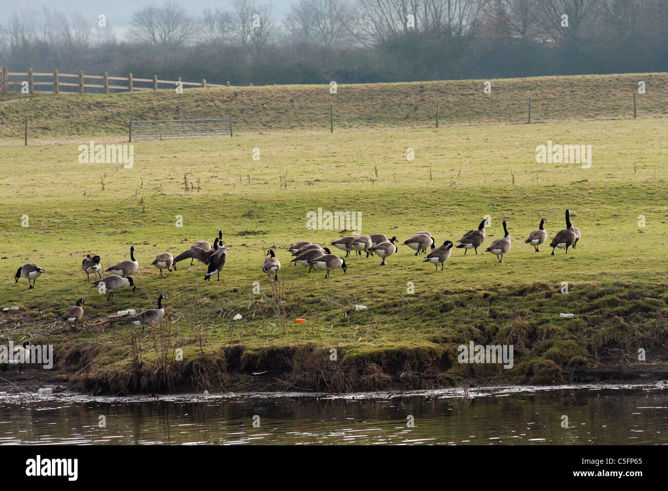 Un branco di oche canadesi di uscire di un fiume su un campo. Foto Stock