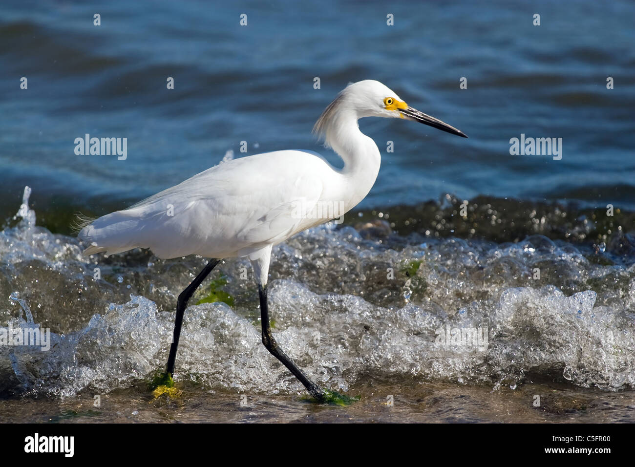 Un giovane snowy garzetta uccello camminando lungo la spiaggia come la caccia di piccoli pesci. Foto Stock