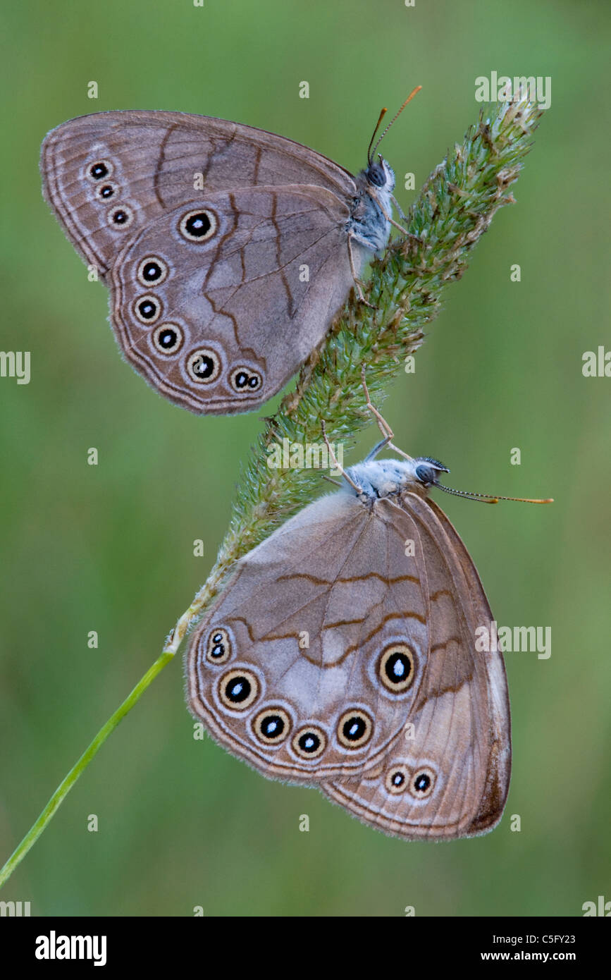 Coppia di farfalle Eyed Brown Satyrodes eurydice riposante su stelo d'erba Michigan USA, di Skip Moody/Dembinsky Photo Assoc Foto Stock